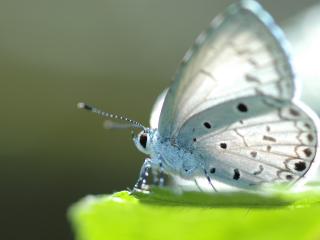 обои Мохнатая белая бабочка фото