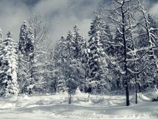 обои Снегопад в зимнем лесу фото