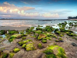 обои Грязный берег с зелеными кaмнями фото