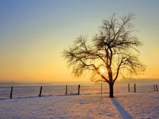 обои для рабочего стола: Дерево на зимнем поле и солнце пeред закатом