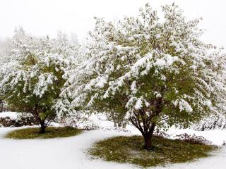обои Снег на зеленых деревьях фото