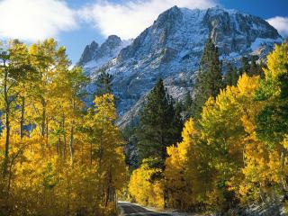 обои Деревья с ярко-желтой листвой у дороги под горой фото