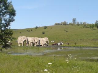 обои Слоны и коровы на водопое фото