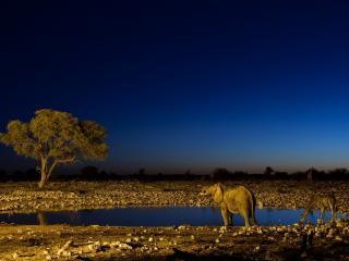 обои Слон и жираф на вечернем водопое фото