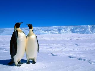обои Два важных пингвина фото