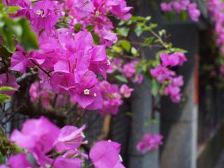 обои Розовые цветы на заборе фото