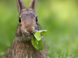 обои Заяц ест листья фото