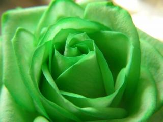 обои Зелёная роза фото