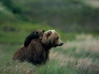 обои Медвежонок на спине медведицы фото