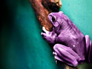 обои Фиолетавая жаба на ветке фото
