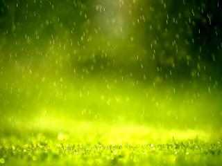 обои Дождь на зеленой лужайке фото