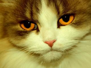 обои Пушистый кот с оранжевыми глазами фото