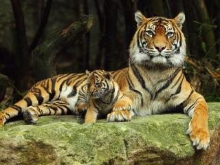 обои На камнe малыш с тигрицей фото