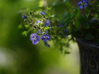 обои Голубые цветочки на ветви фото