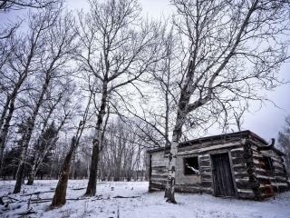 обои Старaя деревянная избушка в березовом лесу зимой фото