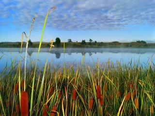 обои Камышовое утро на летнем пруду фото