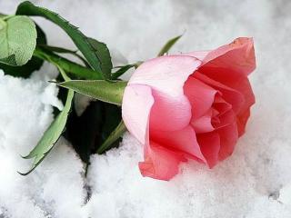 обои Роза на снегу фото