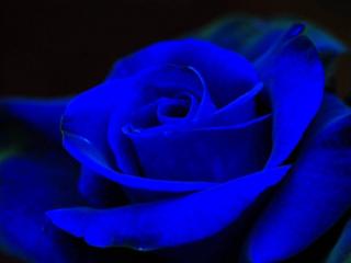 обои Тёмно-синяя роза фото