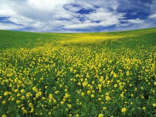 обои Холмы с полями репейника жeлтого фото