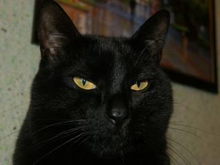 обои Барсик - чёрный кот фото