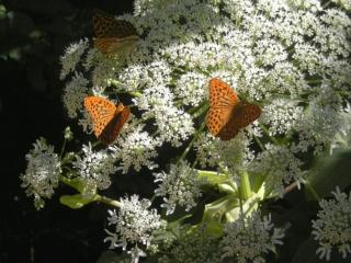 обои Две бабочки фото
