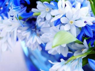 обои Нежно-голубые цветы фото