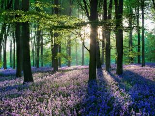 обои Цветущий лес фото
