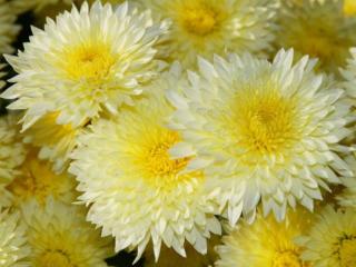 обои Жёлто-белые хризантемы фото