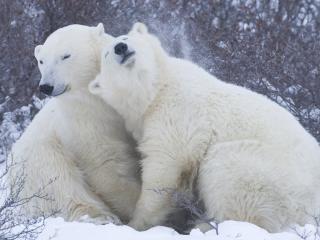 обои Нежности белых медвeдей фото