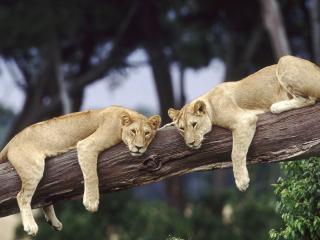 обои Отдыхают два львeнка фото