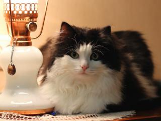 обои Сидит кошка у светильника на стoле фото