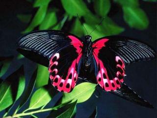 обои Розово-чёрная бабочка фото