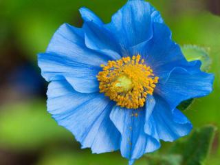 обои Голубой цветок фото