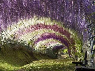 обои Туннель глициний,   Япония фото