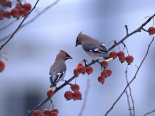 обои Симпатичные птички едят ягоды фото
