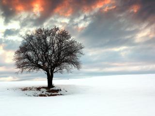 обои Одинокое зимнее дерево, на белом заснеженном поле фото