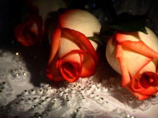 обои Розы на салфетке фото
