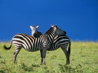 обои Симетричные зебры фото