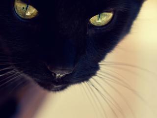 обои Морда черного кота фото