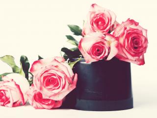 обои Шесть ярких розовых роз фото