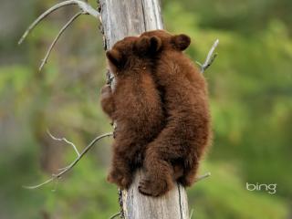 обои Медвежата ползут по дереву фото