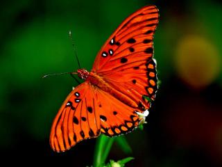 обои Ярко оранжевая бабочка фото