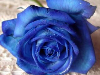 обои Ярко синяя роза фото