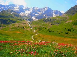 обои Весна в горах с цветущей поляной фото