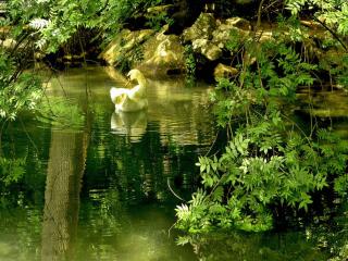 обои Лебедь в зарослях пруда фото