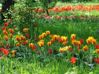 обои Тюльпаны в весеннем лесу фото
