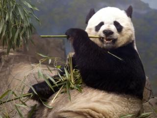 обои Медведь жует бамбук фото