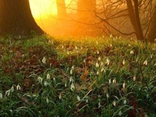 обои Подснежники и солнце в весеннем лесу фото