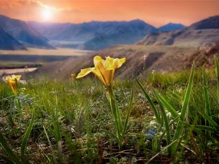 обои Желтый иpис цветет на холме фото