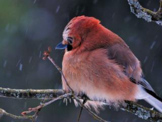 обои Розовая птичка мокнет под дождём фото